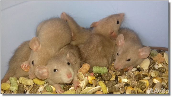 Янтарные крысята, крысы Дамбо из питомника