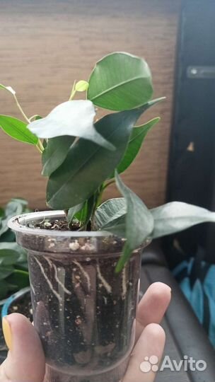 Фикус бенджамина, молодило