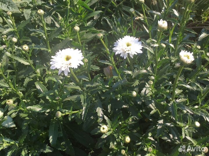 Ромашка сортовая