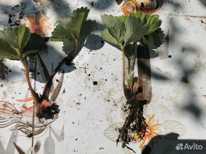 Рассада клубники