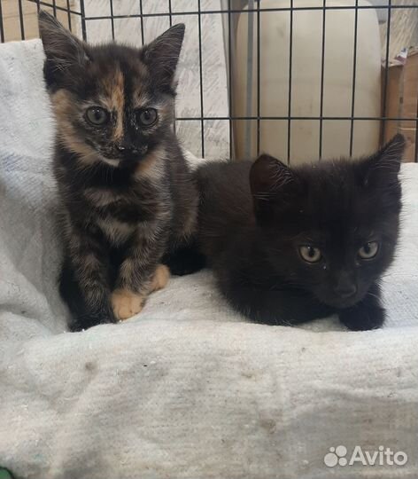 Кошка в дар бесплатно