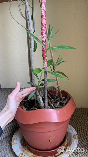 Олеандр цветущий