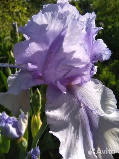 Предлагаю растения для сада