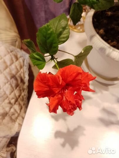 Гибискус китайская роза