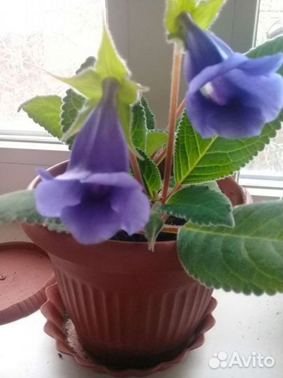 Фиалка.Глоксиния и др