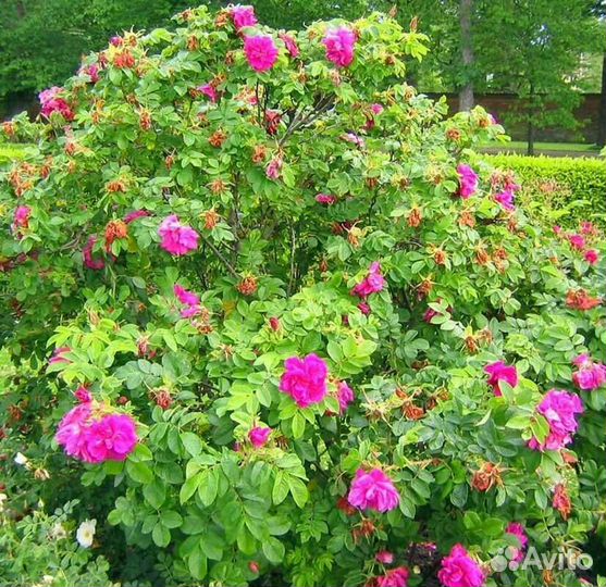 Роза майская