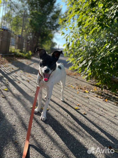 Маленькая собачка в добрые руки