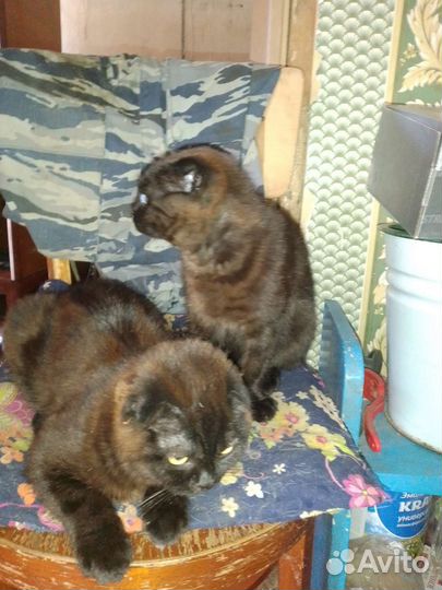 Кошки в добрые руки