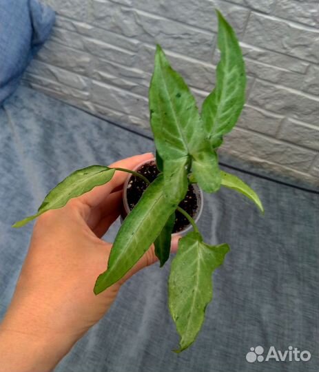 Сингониумы сортовые (71 сорт)