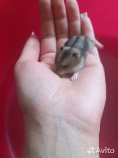 Джунгарский хомяк бесплатно