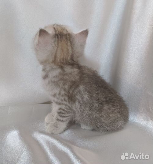 Британский котенок