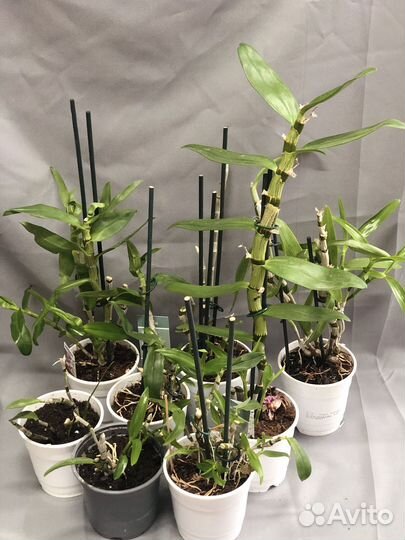 Орхидея дендробиум