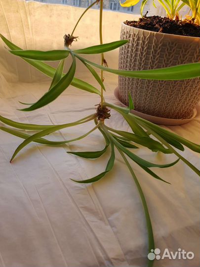 Домашнее растение