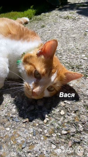 Кот Василий