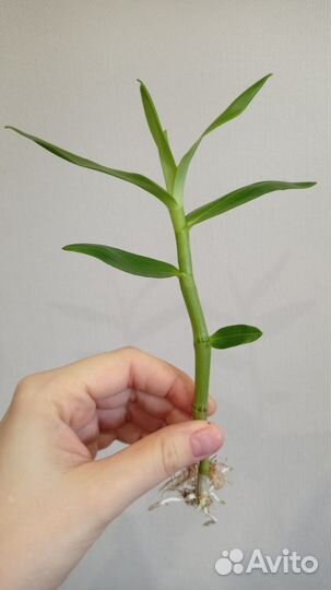 Орхидея дендробиум Stardust