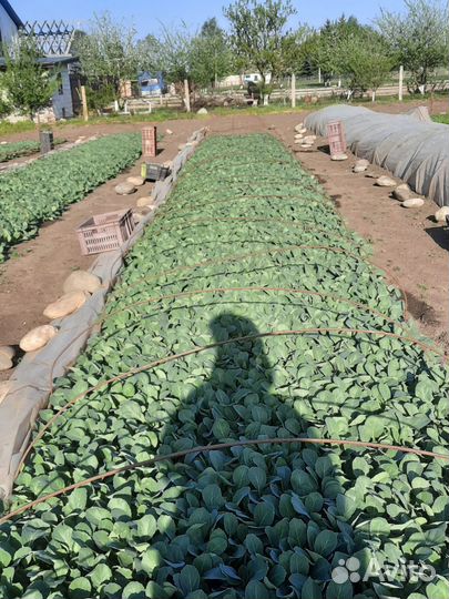 Рассада капусты рамада