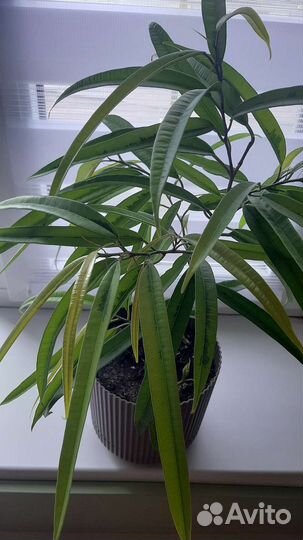 Фикусы, шефлера, сциндапсус,сингониум