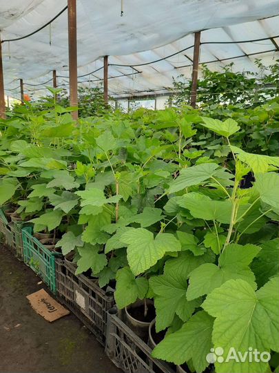 Саженцы смородины