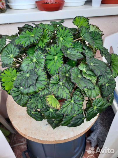 Бегония ампельная