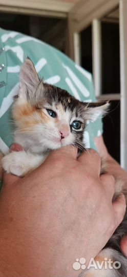 Трехцветный котенок 1.5месяца