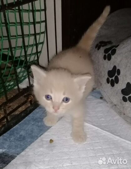 Котята ищут дом