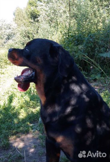 Ротвейлер