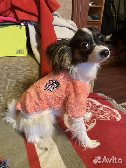 Комбинезончик для песика