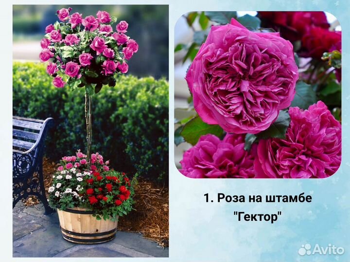 Роза на штамбе сортовая