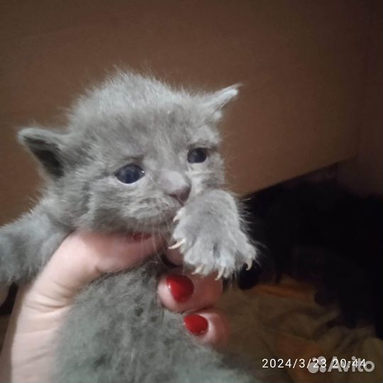 Отдам в добрые руки