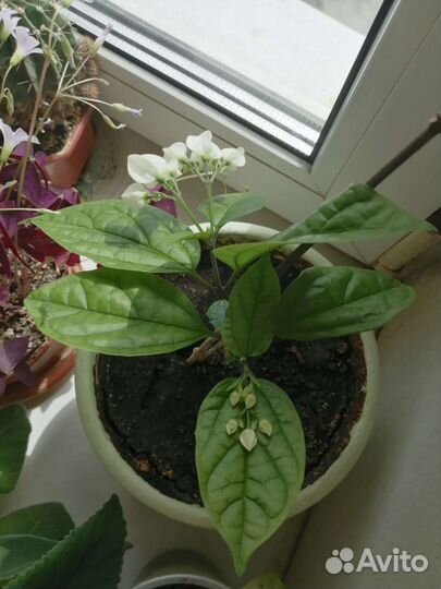 Клеродендрум томпсона