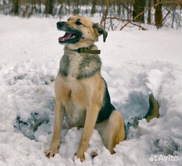 Собачка Дакота в добрые руки