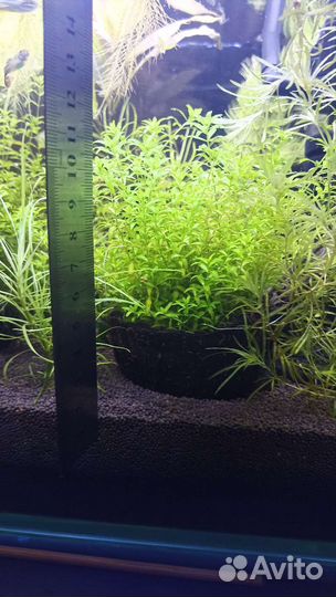 Хемиантус в кокосе