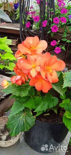 Рассада цветов в кашпо