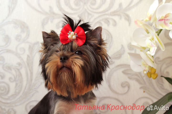 Подрощенная девочка йорка, мини,ркф,клеймо