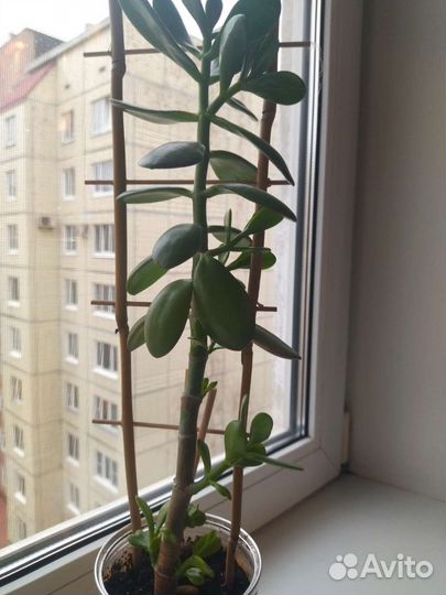 Крассула толстянка