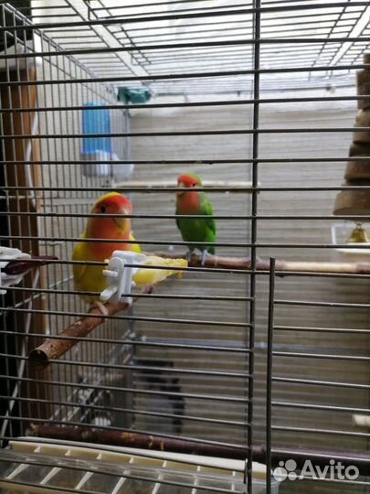 Птенцы волнистый попугай