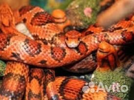 Змея маисовый полоз