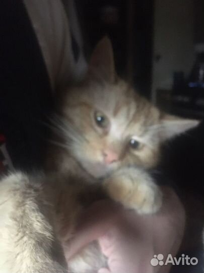 Кот светло-рыжего цвета без пятен