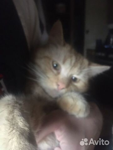 Кот светло-рыжего цвета без пятен