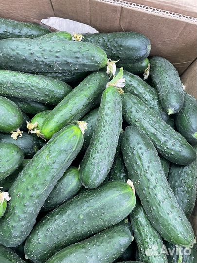 Огурцы маша