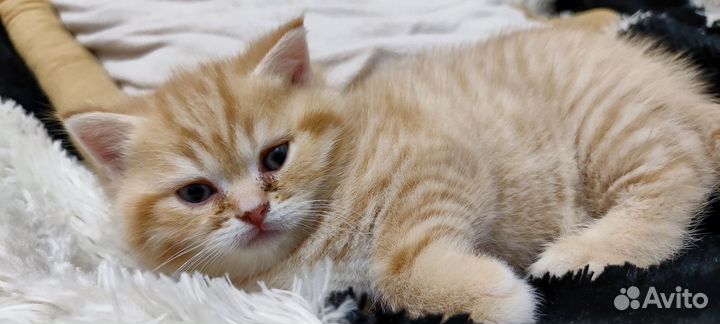 Кот золотая шиншилла