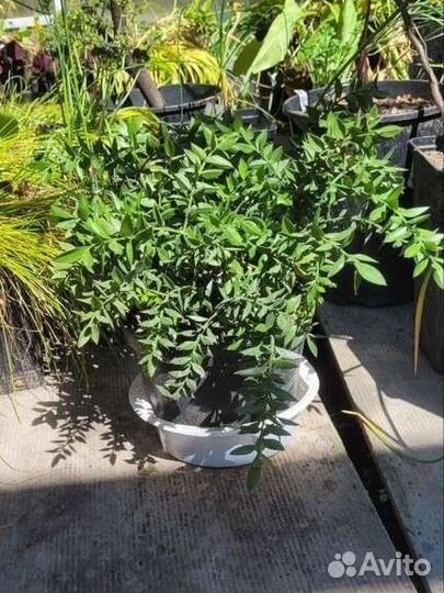 Иглица гирканская