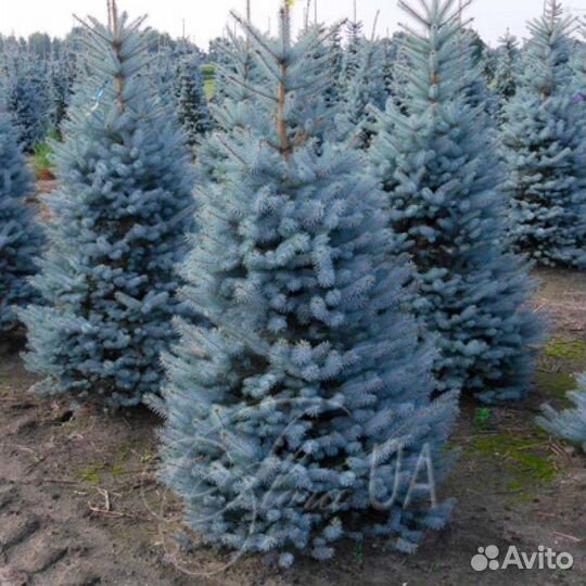 Саженцы ель голубая