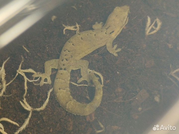 Передержка рептилий