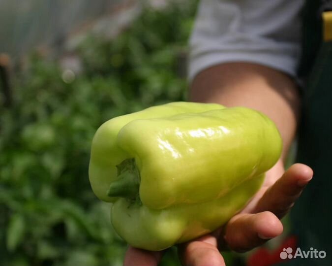 Семена Перца 