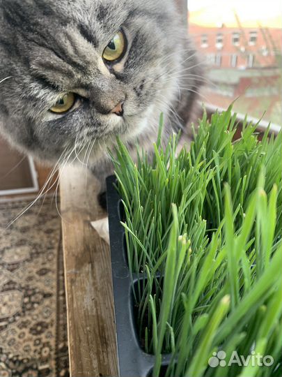 Трава для животных