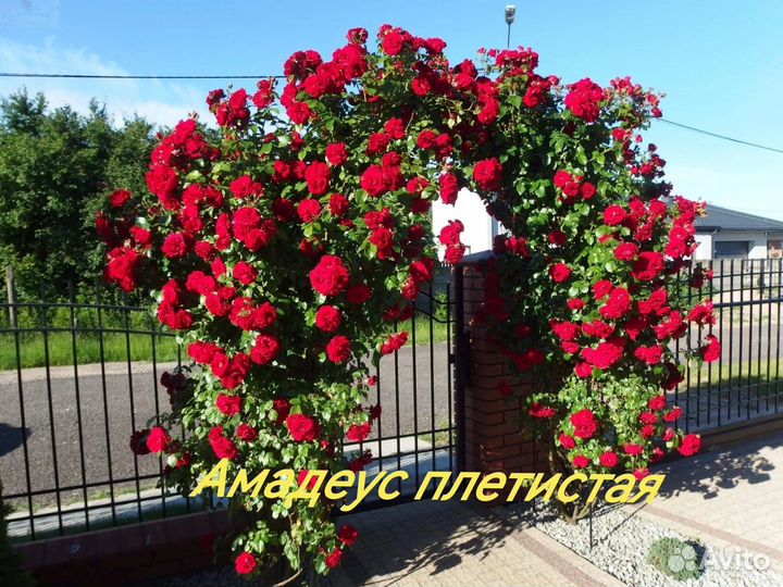 Саженцы роз