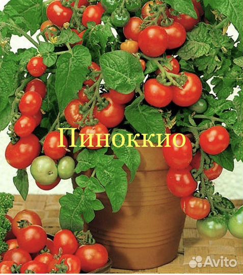 Рассада Японский черри мини, томаты на окошко