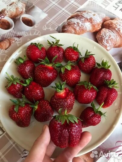 Семена садовой крупноплодной земляники(клубники)