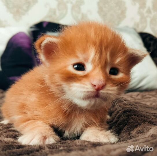 Кошечка Мейн кун